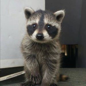 Meet your Posher, Kyandi